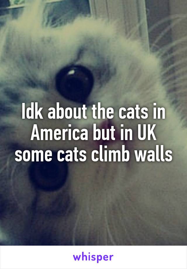 Idk about the cats in America but in UK some cats climb walls