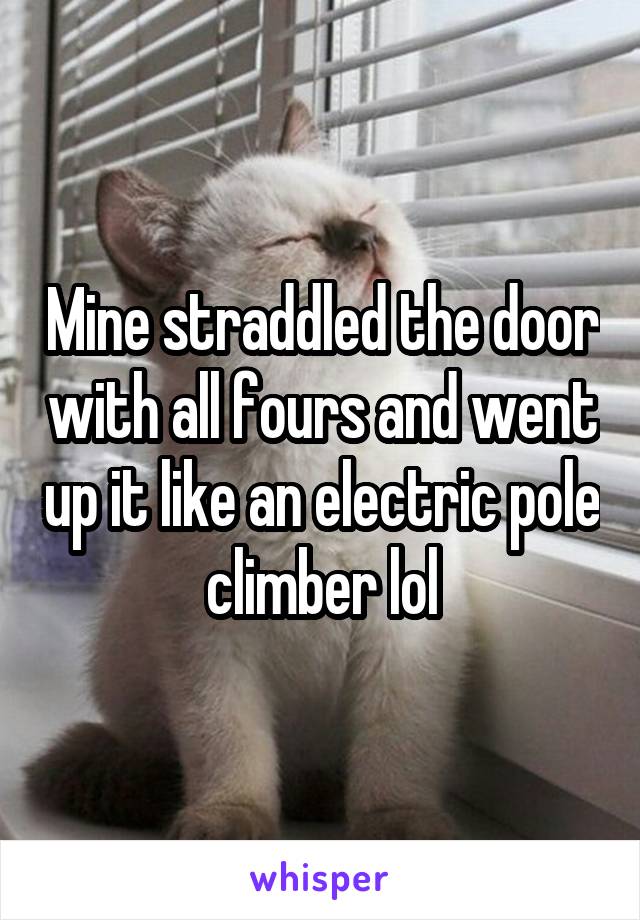 Mine straddled the door with all fours and went up it like an electric pole climber lol