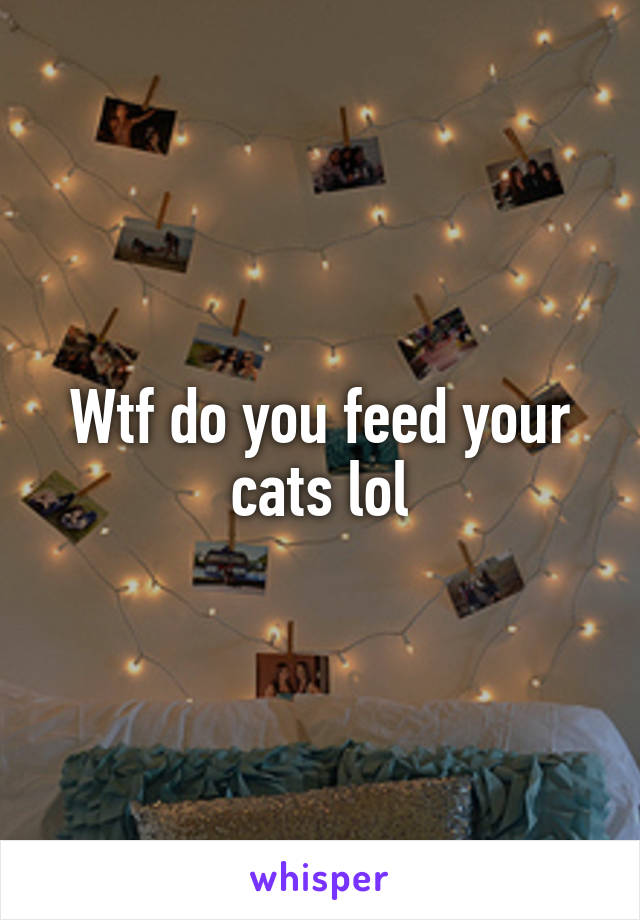 Wtf do you feed your cats lol