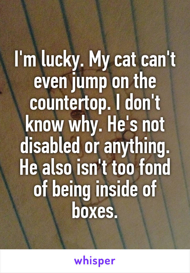 I'm lucky. My cat can't even jump on the countertop. I don't know why. He's not disabled or anything. He also isn't too fond of being inside of boxes.