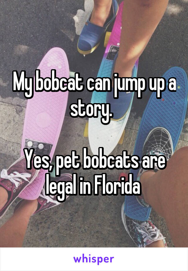 My bobcat can jump up a story.  

Yes, pet bobcats are legal in Florida 