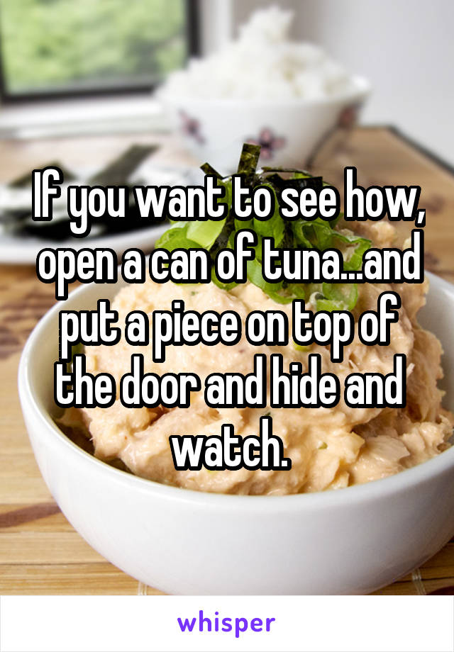 If you want to see how, open a can of tuna...and put a piece on top of the door and hide and watch.