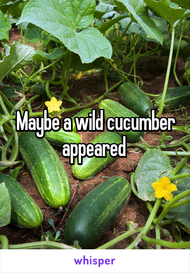 Maybe a wild cucumber appeared 