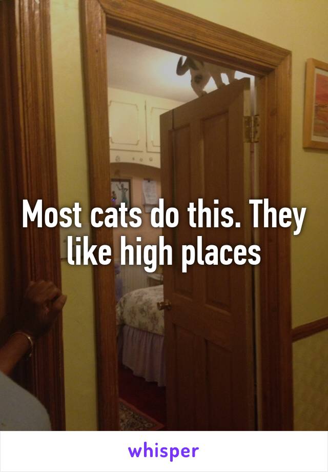 Most cats do this. They like high places