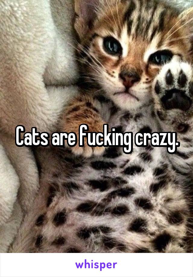 Cats are fucking crazy.