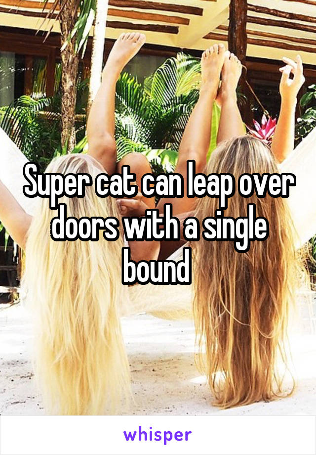 Super cat can leap over doors with a single bound 
