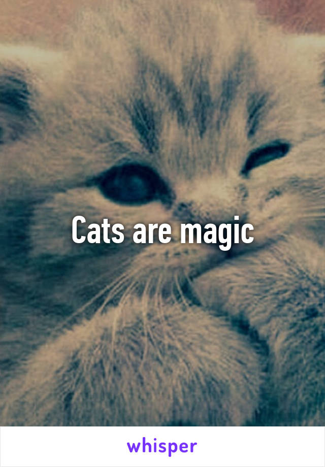 Cats are magic