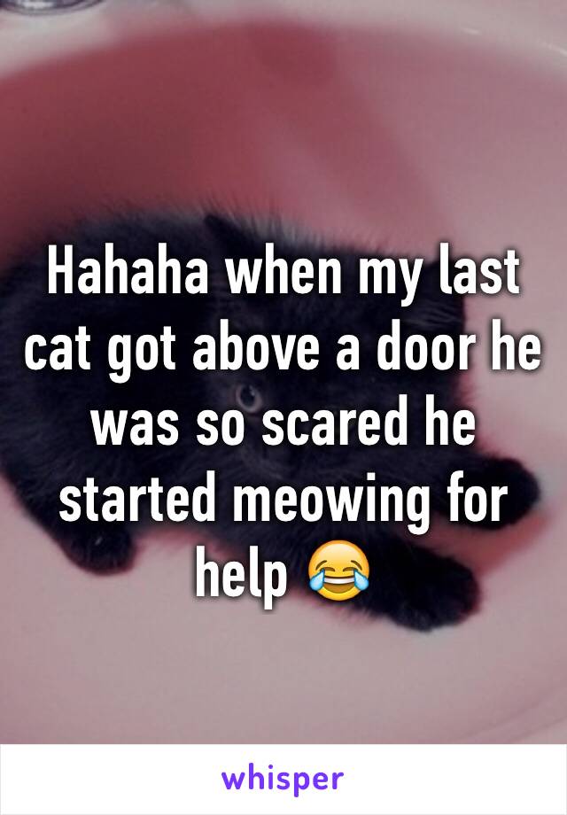 Hahaha when my last cat got above a door he was so scared he started meowing for help 😂