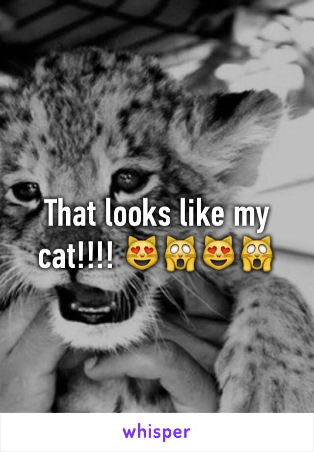 That looks like my cat!!!! 😻🙀😻🙀