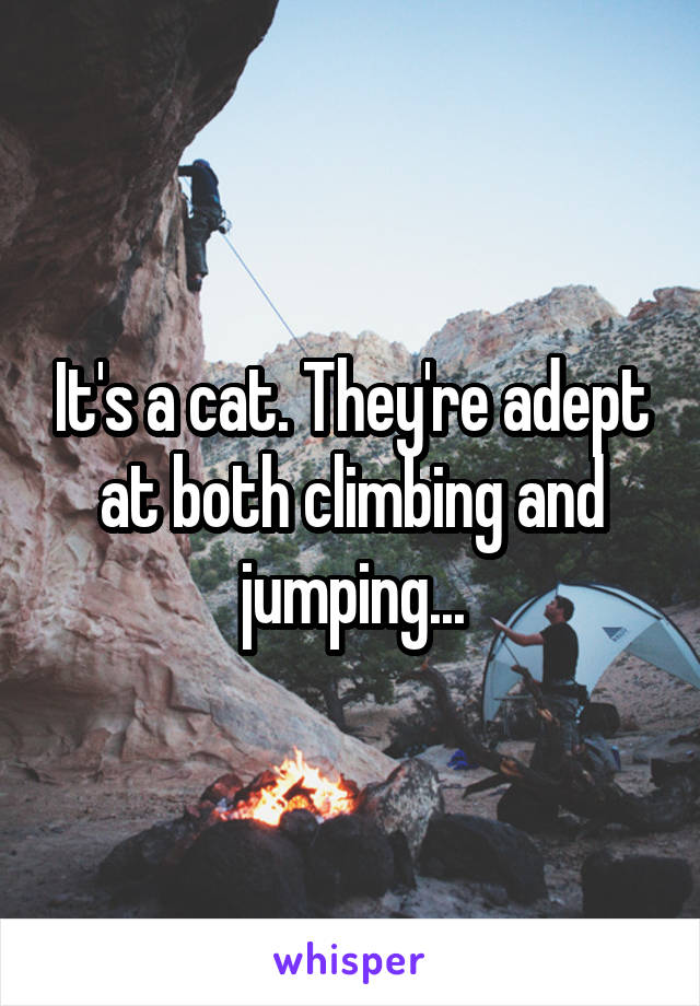 It's a cat. They're adept at both climbing and jumping...