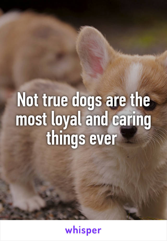 Not true dogs are the most loyal and caring things ever 