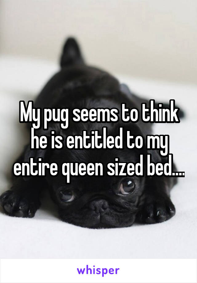 My pug seems to think he is entitled to my entire queen sized bed....