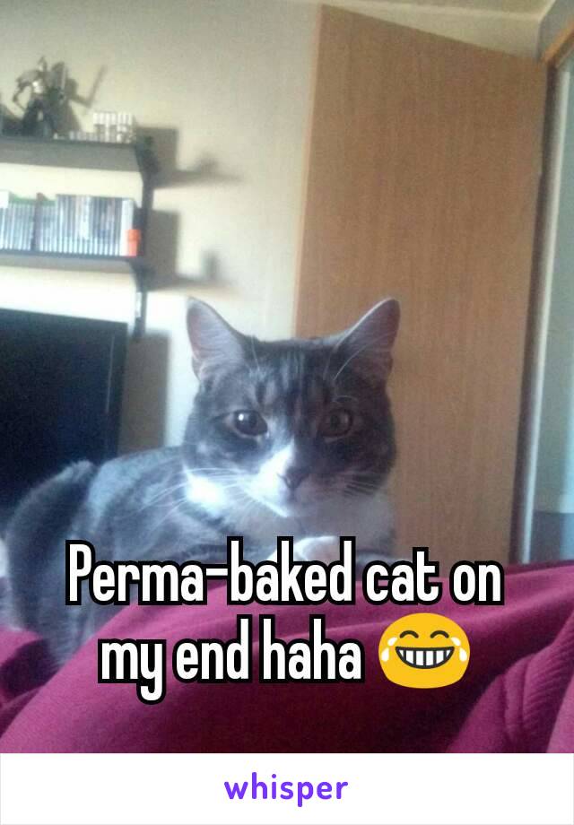 Perma-baked cat on my end haha 😂