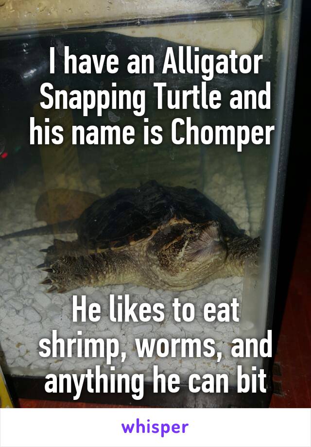 I have an Alligator Snapping Turtle and his name is Chomper 




He likes to eat shrimp, worms, and anything he can bit