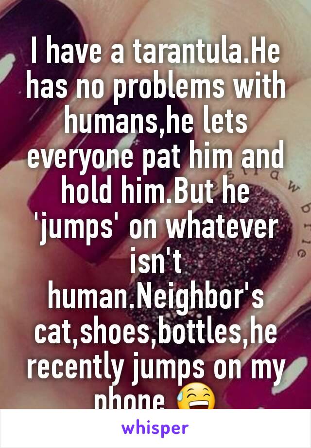 I have a tarantula.He has no problems with humans,he lets everyone pat him and hold him.But he 'jumps' on whatever isn't human.Neighbor's cat,shoes,bottles,he recently jumps on my phone 😅