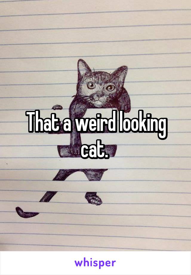 That a weird looking cat. 