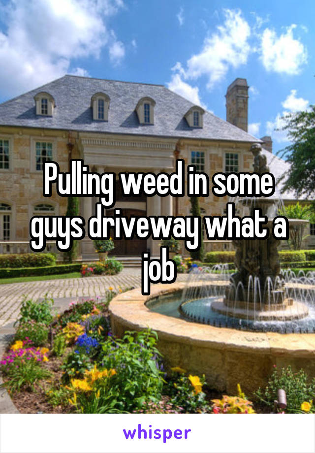 Pulling weed in some guys driveway what a job