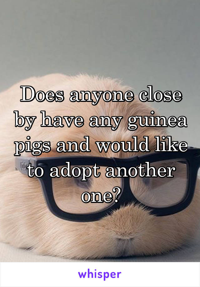 Does anyone close by have any guinea pigs and would like to adopt another one?