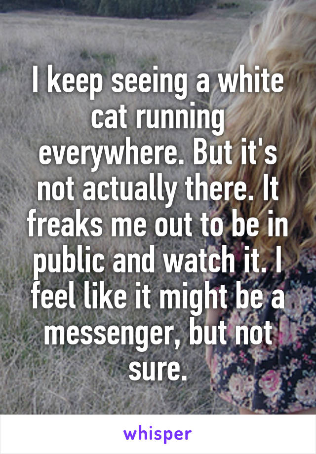 I keep seeing a white cat running everywhere. But it's not actually there. It freaks me out to be in public and watch it. I feel like it might be a messenger, but not sure.