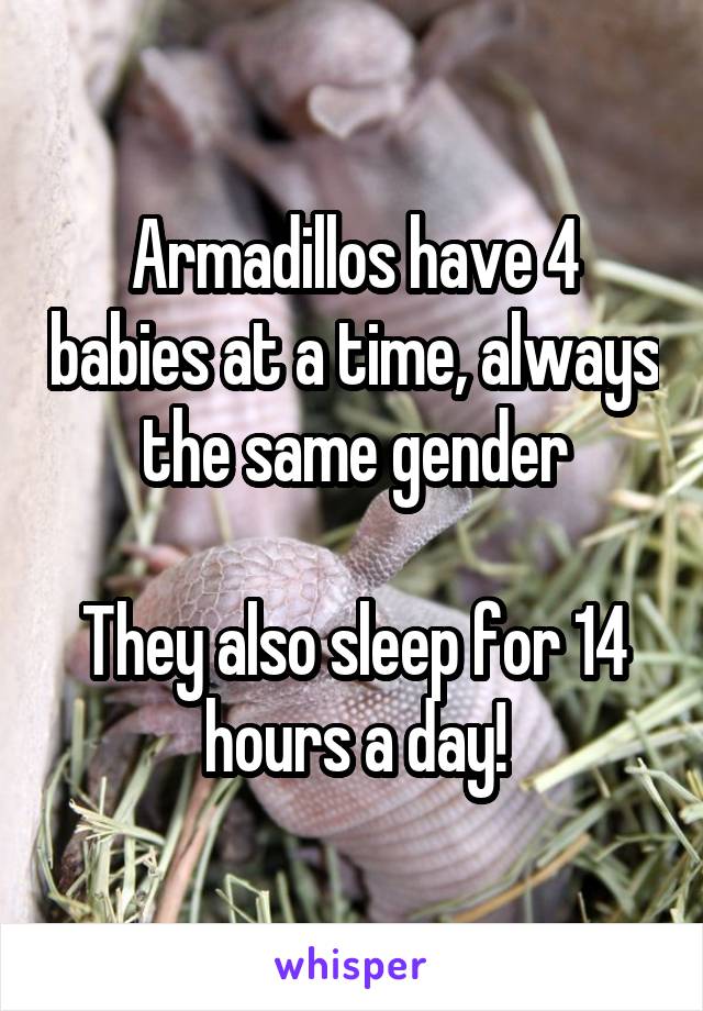 Armadillos have 4 babies at a time, always the same gender

They also sleep for 14 hours a day!