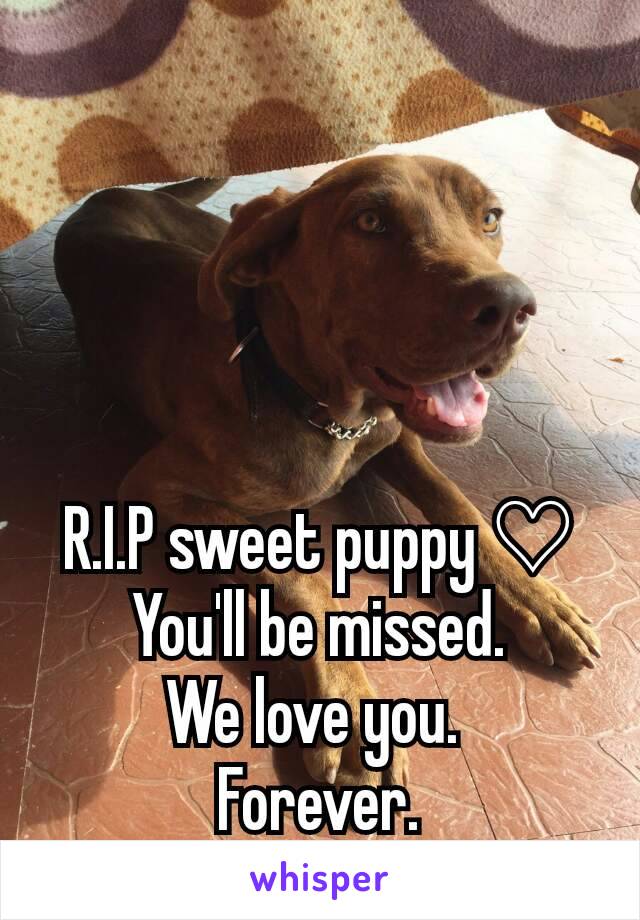 R.I.P sweet puppy ♡
You'll be missed.
We love you. 
Forever.