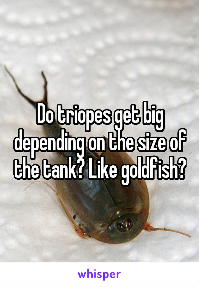 Do triopes get big depending on the size of the tank? Like goldfish?