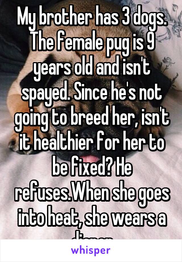 My brother has 3 dogs. The female pug is 9 years old and isn't spayed. Since he's not going to breed her, isn't it healthier for her to be fixed? He refuses.When she goes into heat, she wears a diaper