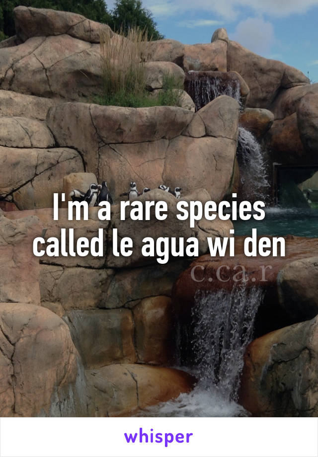 I'm a rare species called le agua wi den