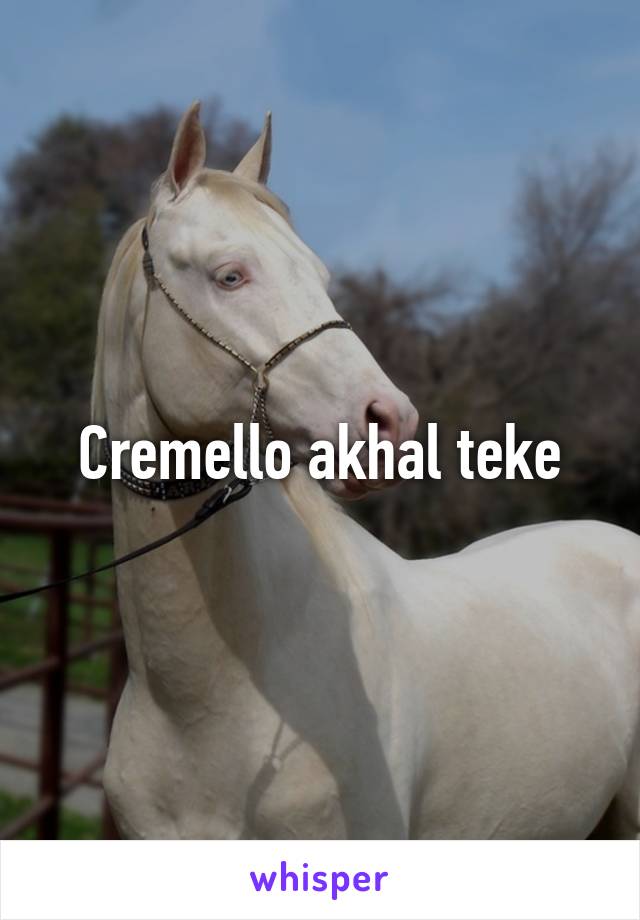 Cremello akhal teke