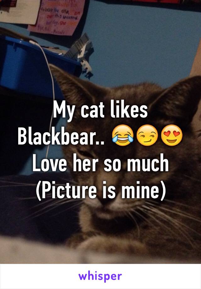 My cat likes Blackbear.. 😂😏😍 Love her so much (Picture is mine)