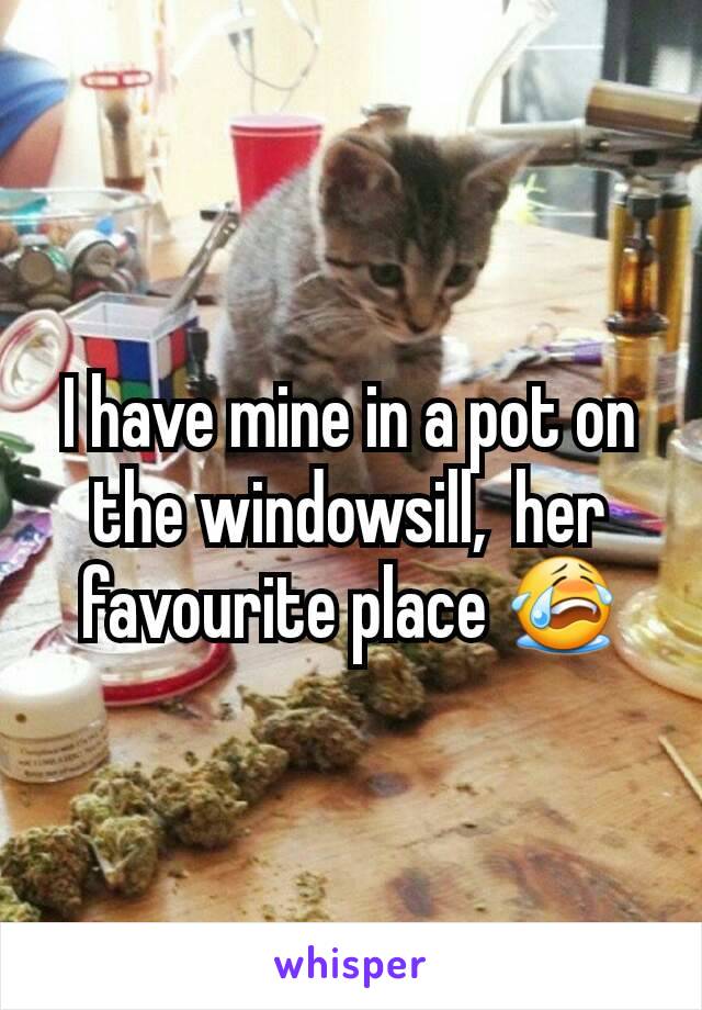 I have mine in a pot on the windowsill,  her favourite place 😭