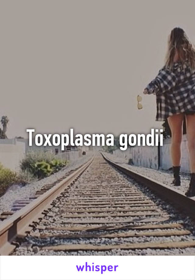 Toxoplasma gondii 
