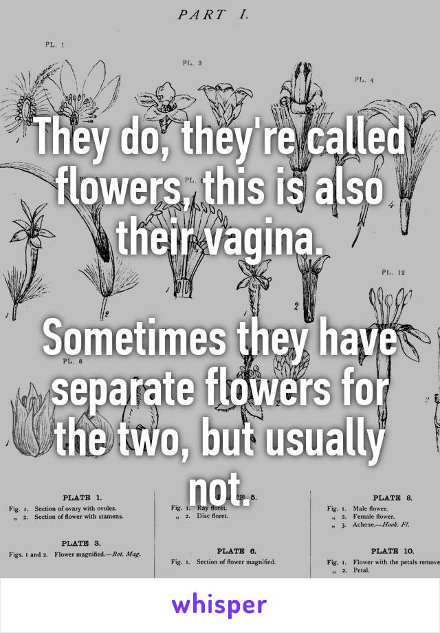 They do, they're called flowers, this is also their vagina.

Sometimes they have separate flowers for the two, but usually not.