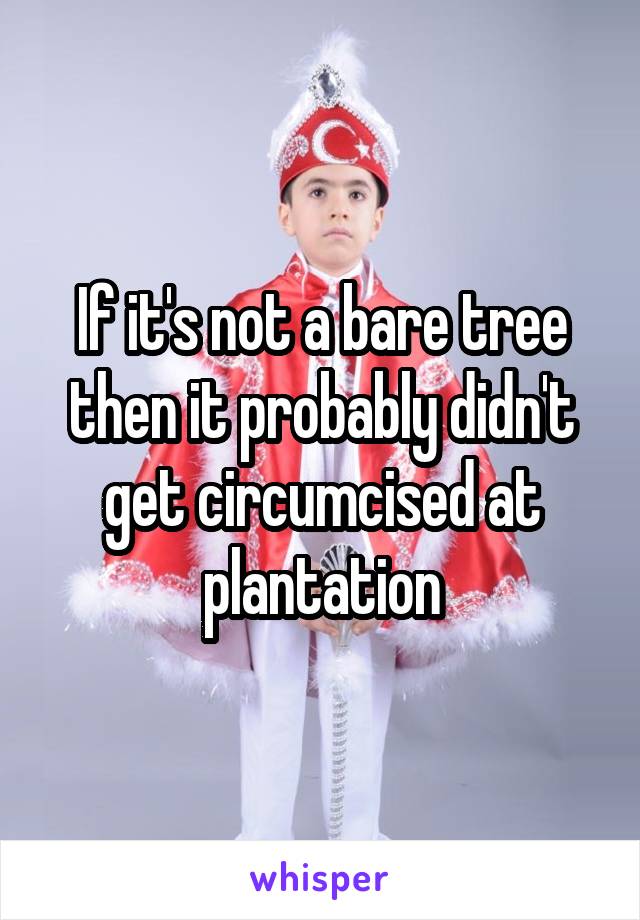 If it's not a bare tree then it probably didn't get circumcised at plantation