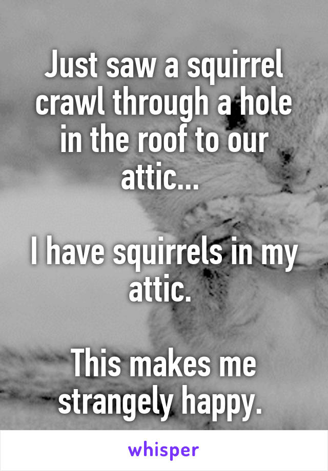 Just saw a squirrel crawl through a hole in the roof to our attic... 

I have squirrels in my attic. 

This makes me strangely happy. 