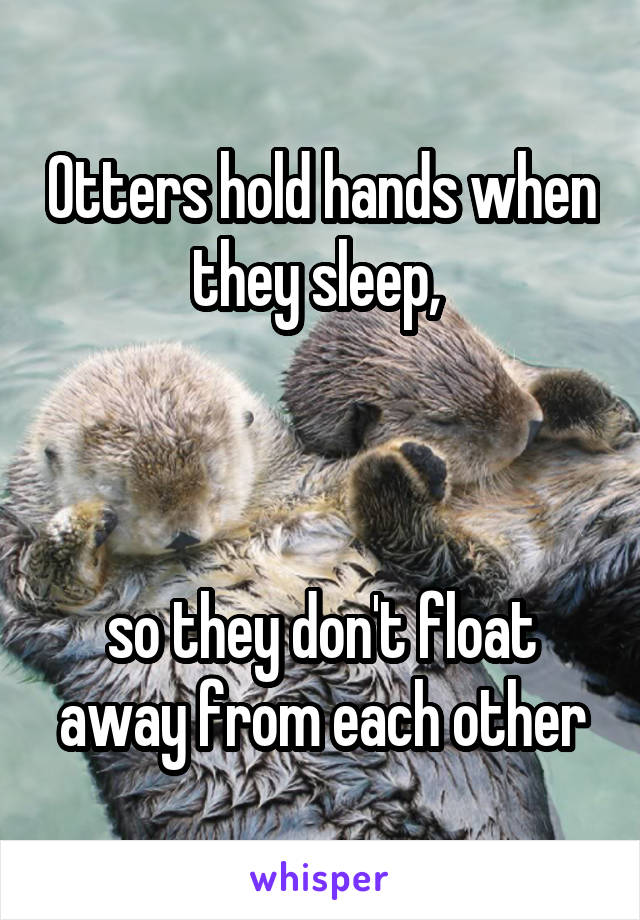 Otters hold hands when they sleep, 



so they don't float away from each other