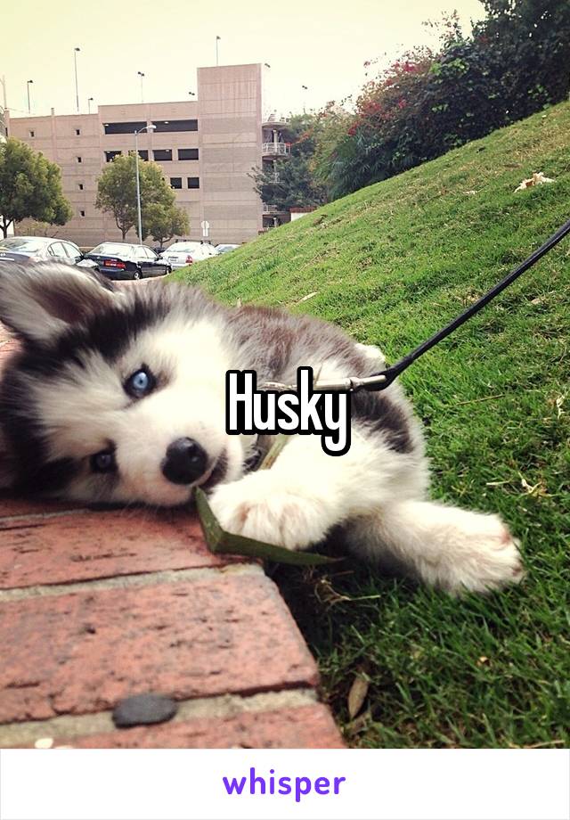 Husky