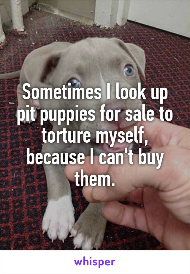 Sometimes I look up pit puppies for sale to torture myself, because I can't buy them.