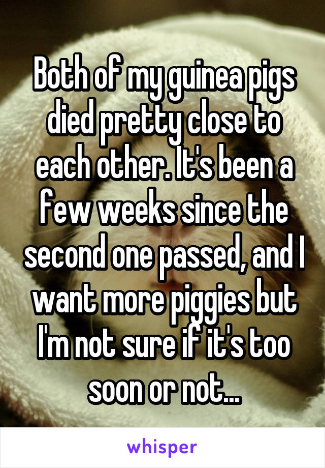 Both of my guinea pigs died pretty close to each other. It's been a few weeks since the second one passed, and I want more piggies but I'm not sure if it's too soon or not...