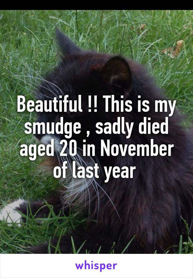 Beautiful !! This is my smudge , sadly died aged 20 in November of last year 