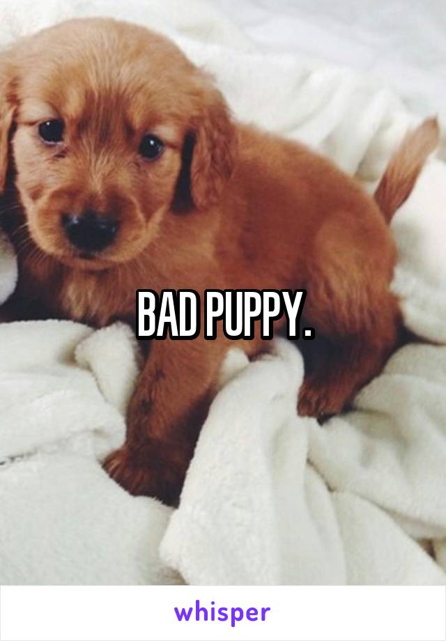 BAD PUPPY.