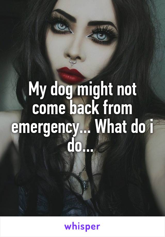 My dog might not come back from emergency... What do i do... 