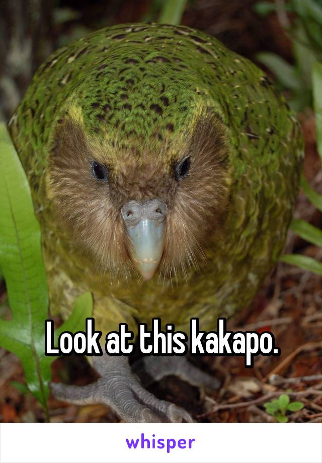 




Look at this kakapo.