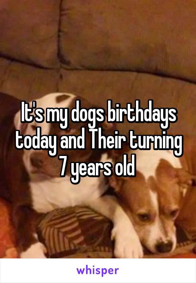 It's my dogs birthdays today and Their turning 7 years old 