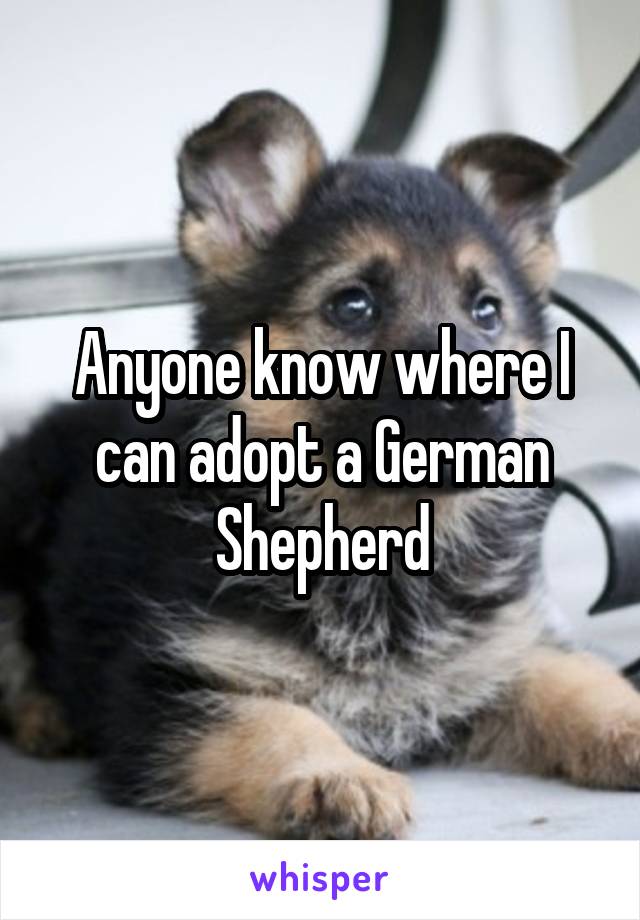 Anyone know where I can adopt a German Shepherd