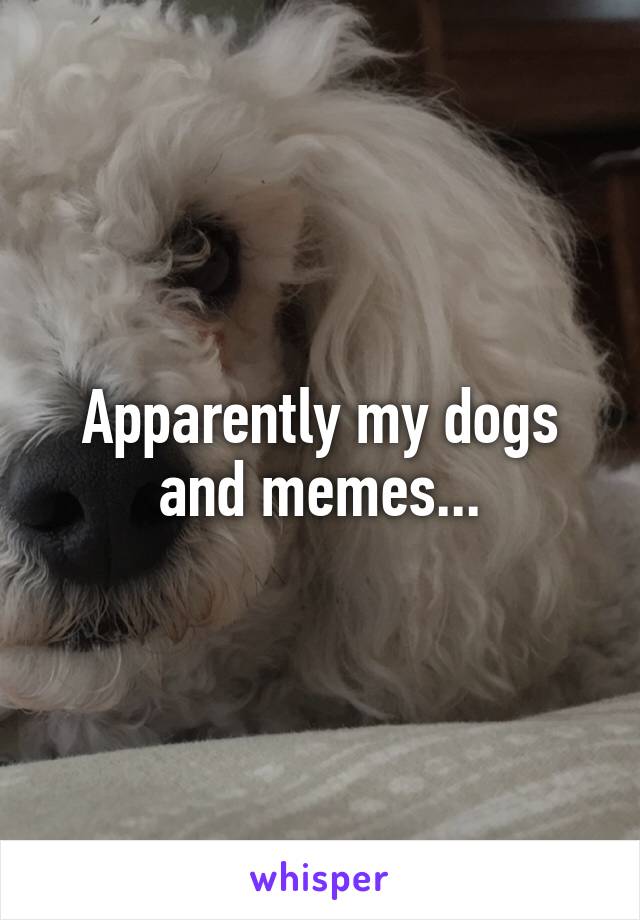 Apparently my dogs and memes...