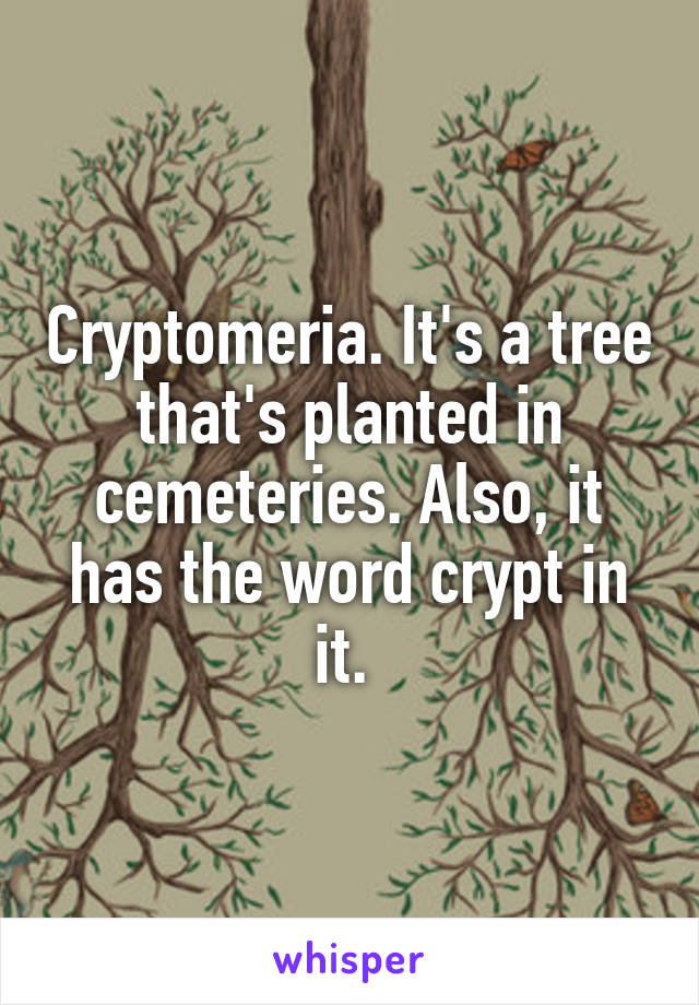 Cryptomeria. It's a tree that's planted in cemeteries. Also, it has the word crypt in it. 