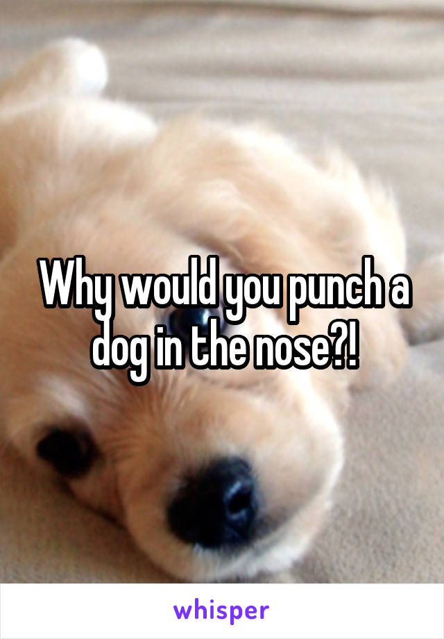 Why would you punch a dog in the nose?!