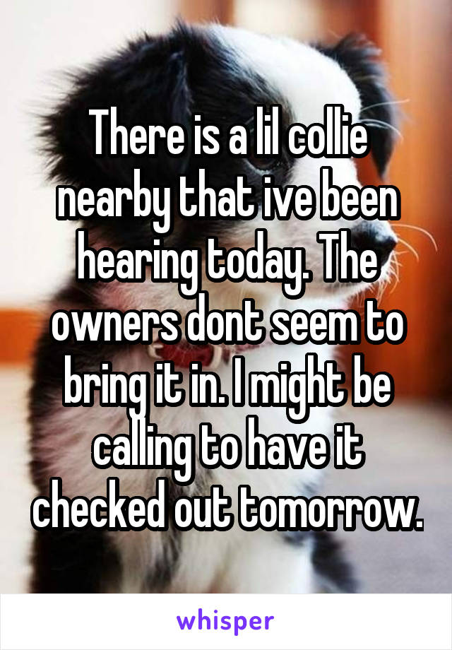 There is a lil collie nearby that ive been hearing today. The owners dont seem to bring it in. I might be calling to have it checked out tomorrow.