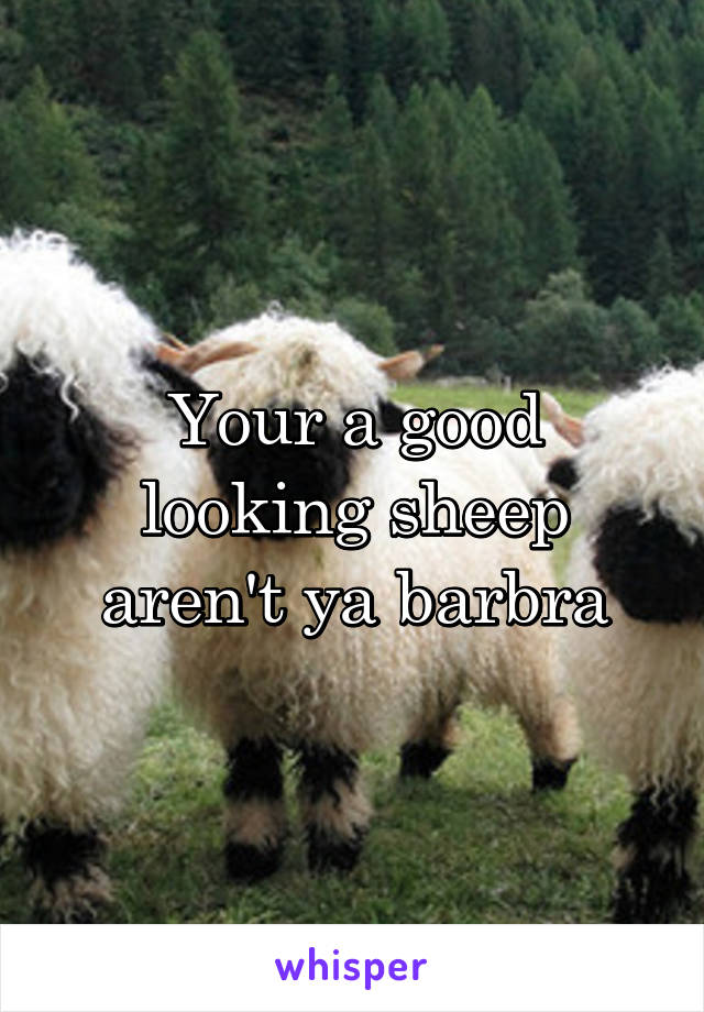 Your a good looking sheep aren't ya barbra